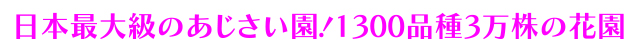 関東のあじさい名所誕生！650品種15万輪の花園